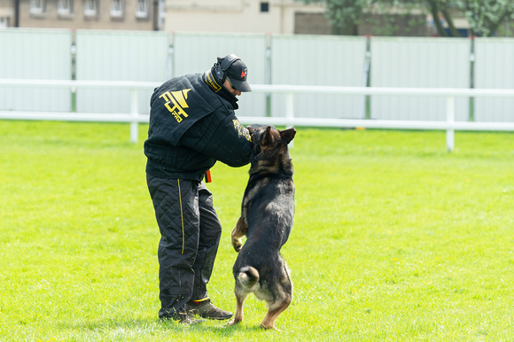 Action from the 58th National Police Dog Trials 2018 - 21st Apri