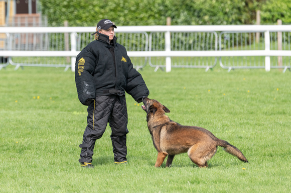 Action from the 58th National Police Dog Trials 2018