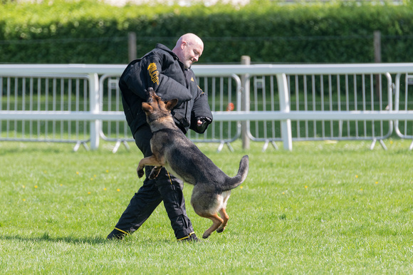 Action from the 58th National Police Dog Championships 2018 - 22